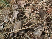 DSC00068.JPG