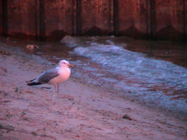 DSC00026.JPG