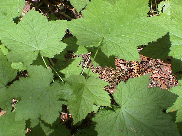 DSC00031.JPG