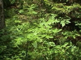 DSC00027.JPG