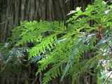 DSC00035.JPG