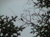 DSC00037.JPG