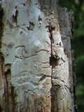 DSC00038.JPG