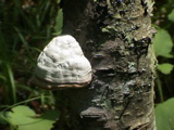 DSC00039.JPG
