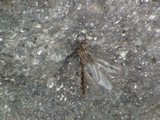 DSC00011.JPG