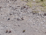 DSC01470.JPG