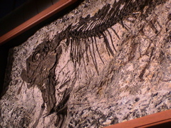 DSC00035.JPG