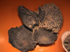 DSC00037.JPG