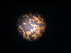 DSC00046.JPG