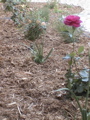 DSC00051.JPG