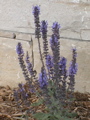 DSC00039.JPG