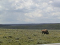 2006_WY 065