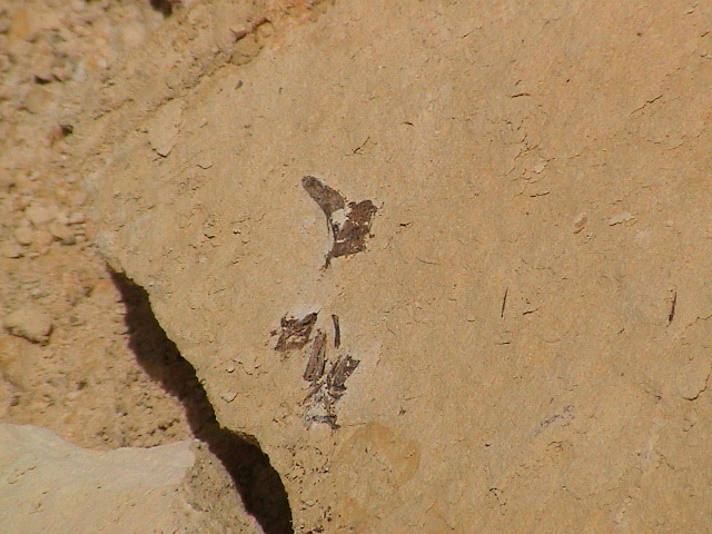 DSC00070.JPG