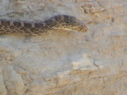 DSC00041.JPG