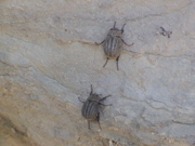 DSC00048.JPG