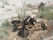 DSC00052.JPG