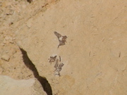 DSC00070.JPG