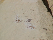 DSC00071.JPG