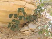 DSC00072.JPG