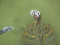 Wed 3/26