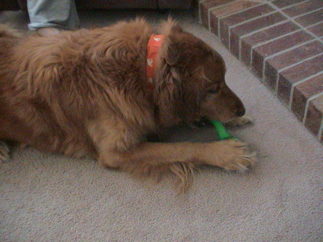 Bingo's Gift