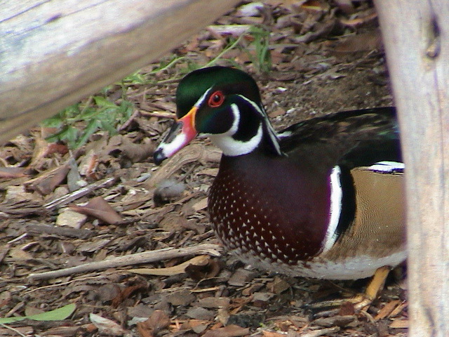 DSC00039.JPG