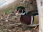DSC00039.JPG