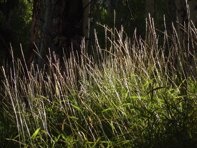 Backlit Grasses