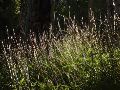 Backlit Grasses