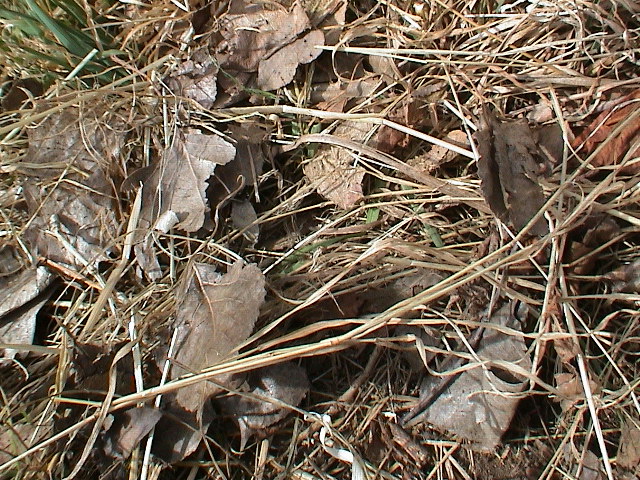 DSC00068.JPG