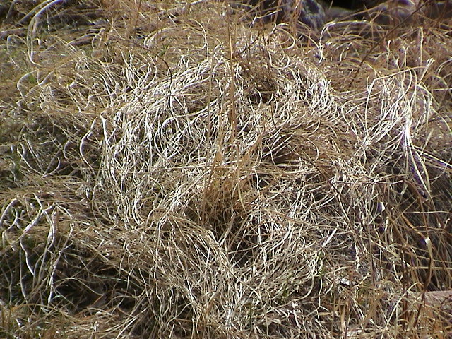DSC00074.JPG