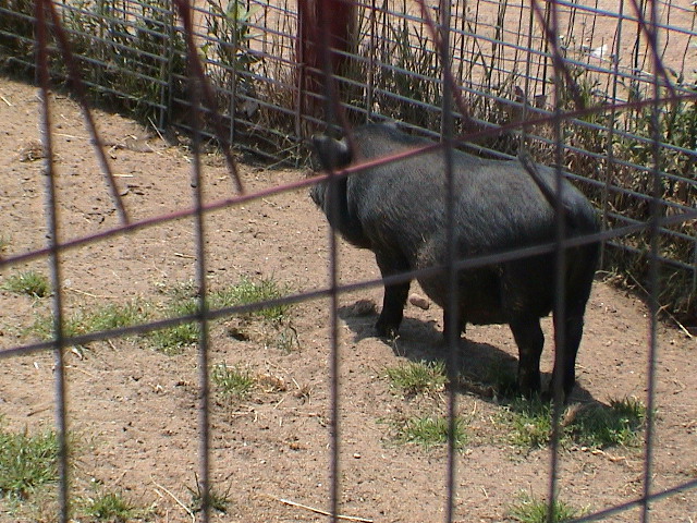 DSC00078.JPG