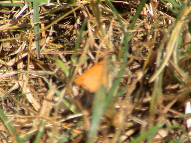 DSC00088.JPG