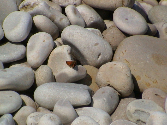 DSC00098.JPG
