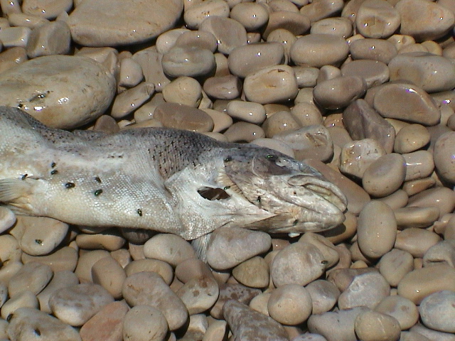 DSC00100.JPG