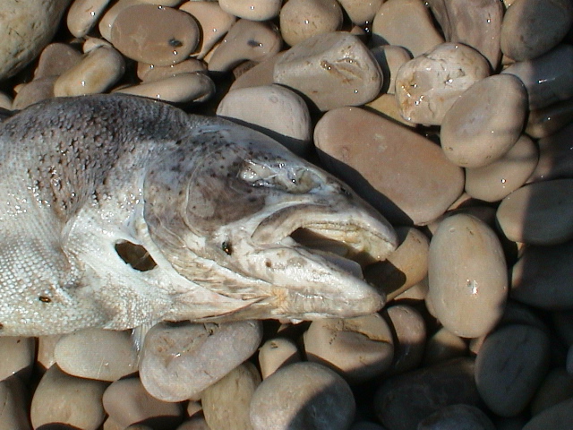 DSC00101.JPG