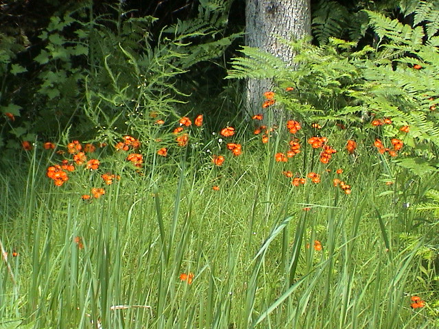 DSC00025.JPG