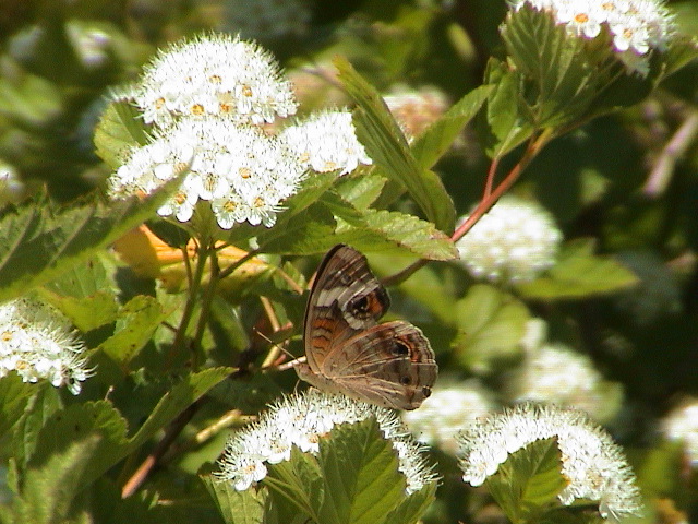 DSC00043.JPG