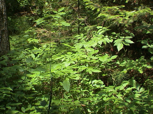 DSC00027.JPG