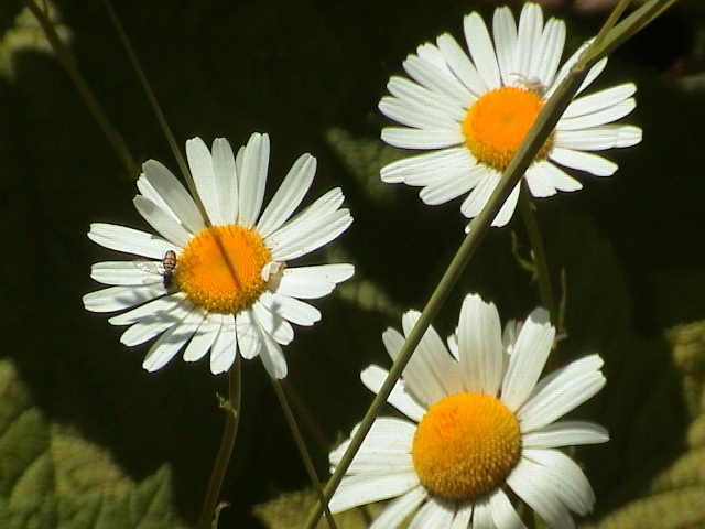DSC00067.JPG