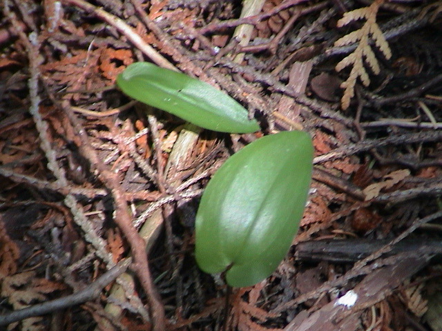 DSC00029.JPG