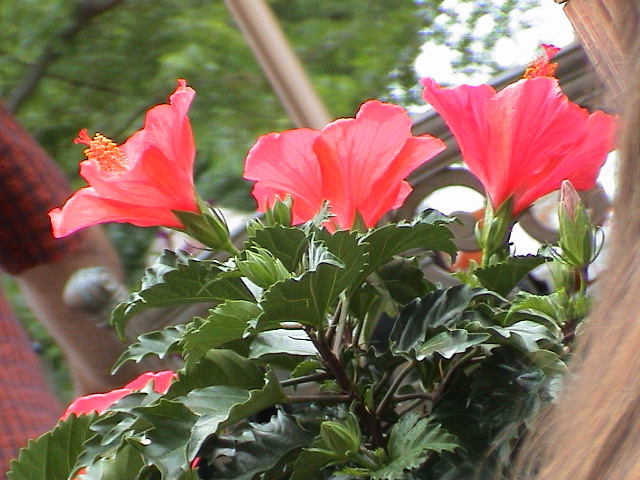 DSC00050.JPG