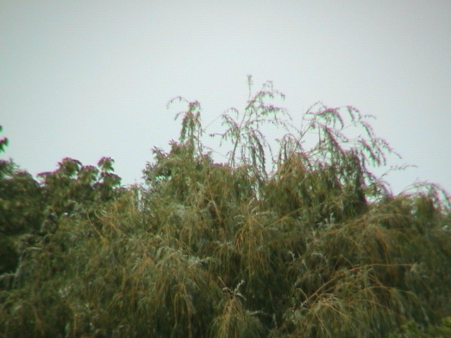DSC00061.JPG