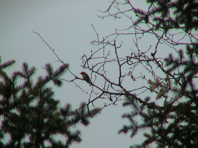 DSC00037.JPG