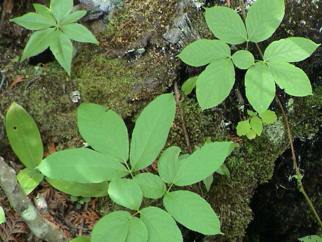 DSC00040.JPG