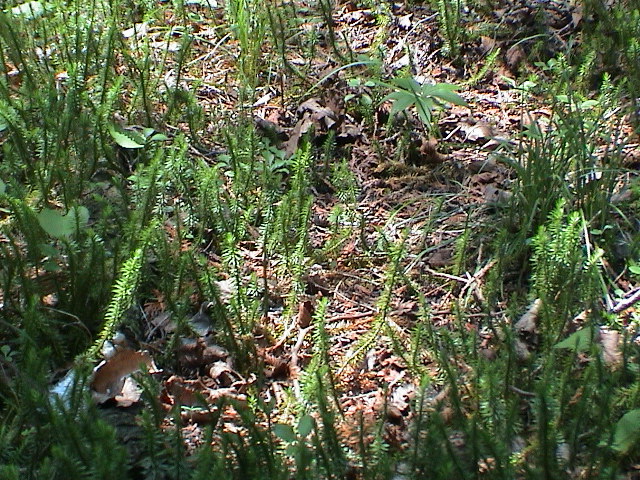DSC00041.JPG