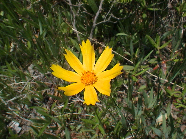 DSC00043.JPG