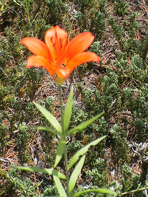 DSC00048.JPG