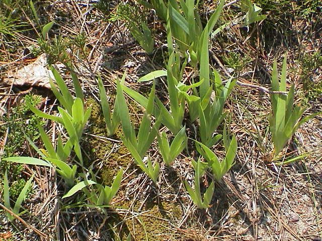 DSC00051.JPG