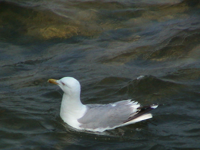 DSC00017.JPG